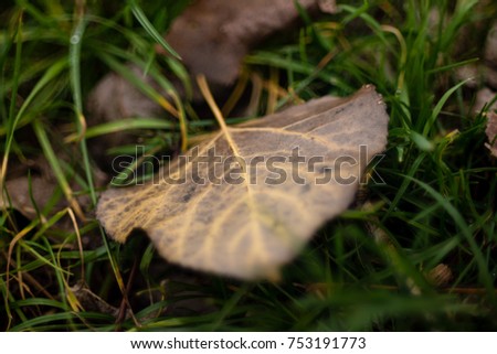 Autumn Leaf Fallen On The Ground
