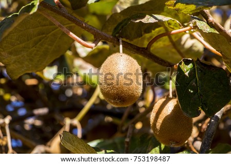 Ripe kiwi fruit growing on a tree