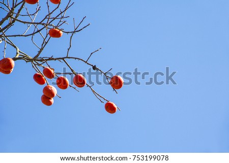 Delicious persimmon growing on a tree against blue sky