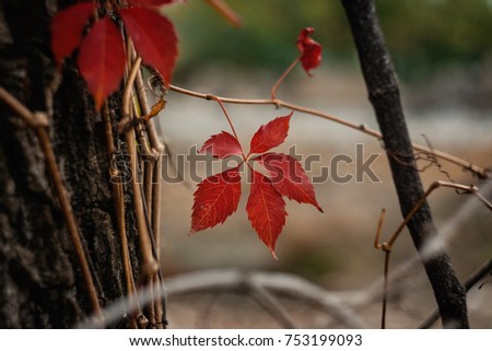 Close-Up Of Autumn Leaves Hanging From Branch Of Tree