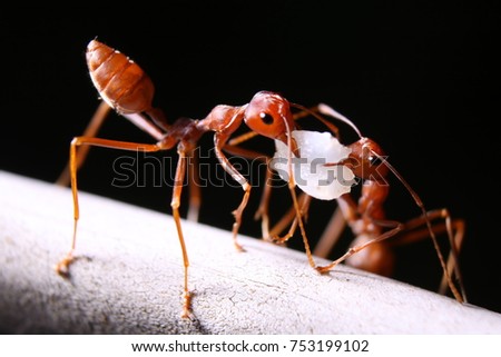 Macro photography of 2 red ants holding food 