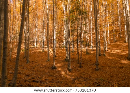 top of the trees in autumn forest at sunset