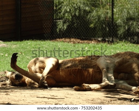 Kangaroo Snoozing in the Heat