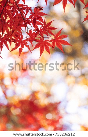 Red maple leaves in autumn season