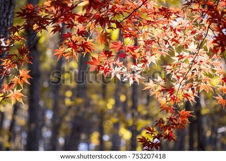 Autumn landscape in park beautiful orange color maple leaves