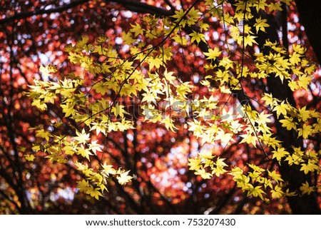 Autumn landscape in park beautiful orange color maple leaves