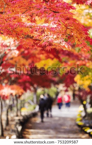Collection of Beautiful Colorful Autumn Leaves in beautiful park