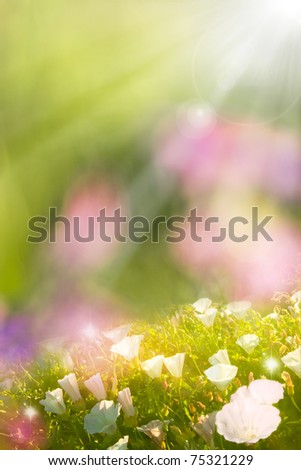 Glowing morning glory flowers in Spring with soft, diffused lighting and a blurred background with a flared sunlight effect.
