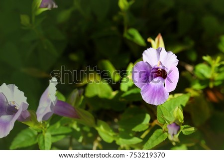 Beautiful light purple wishbone flower, green background.