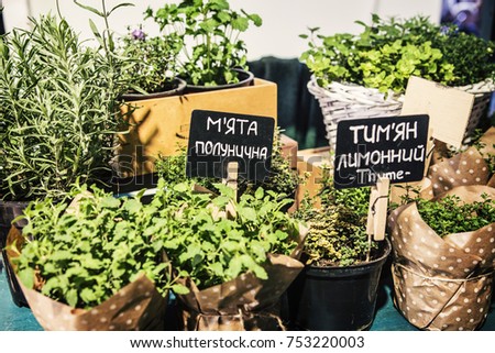 Small home garden with various green plants including strawberry mint, thyme in small flower pots. Labels are written in Russian and English: strawberry mint and thyme