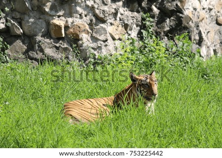 A royal bengal tiger
