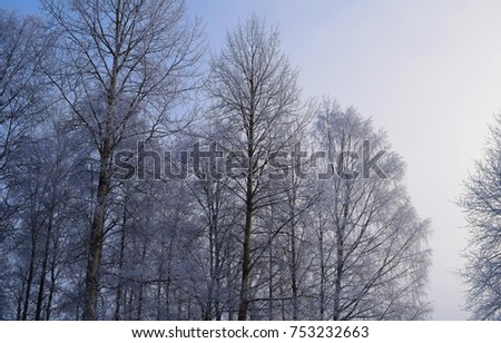 Snow covered trees - frozen branches -  Kongsvinger, Norway