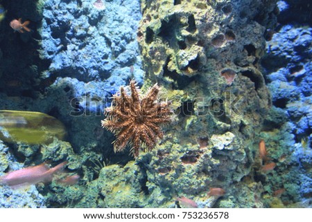 starfish 15 legs in aquarium
