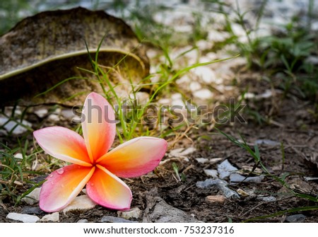The sunlight on the ground that focus on the beautiful plumeria flower, look bright and fresh. 