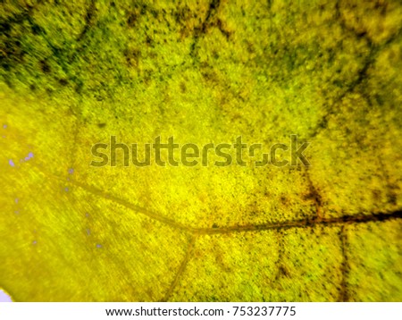 macro photograph of plant leaves, veins and plant cells pl microscopically, science botany, natural background