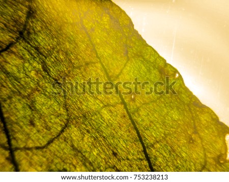 macro photograph of plant leaves, veins and plant cells pl microscopically, science botany, natural background