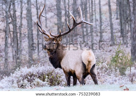 Bull Elk - Photographed on a frosty morning.