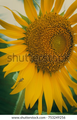 The yellow of sunflower and blue sky