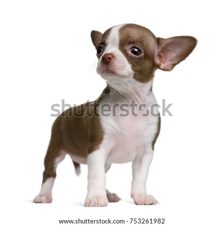 Chocolate and white Chihuahua puppy, 8 weeks old, standing in front of white background
