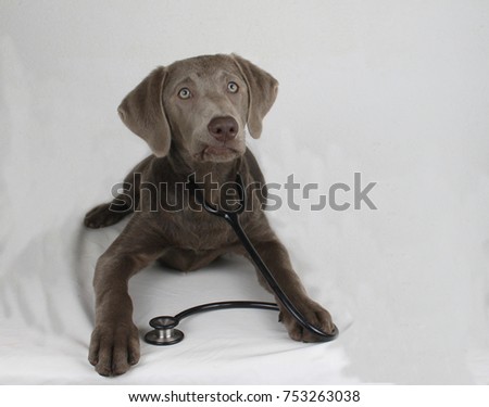 Front-facing Labrador puppy doctor with a stethoscope looks cute at the camera