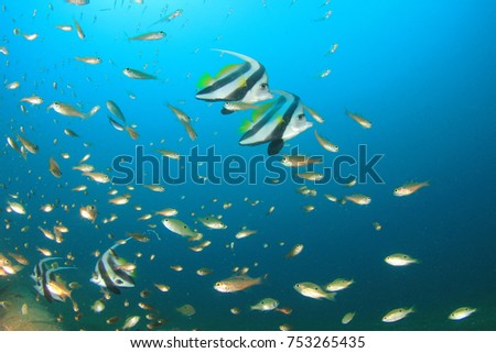 Fish underwater: Schooling Bannerfish underwater in ocean