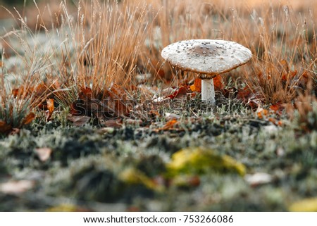 Inedible mushrooms, fly agaric close-up against a background of nature. copy space