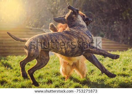 Cane Corso playing with German Shepherd on the grass during the sunset.