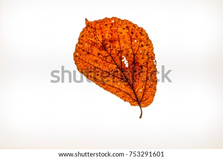 Isolated colorful autumn leafes on a lightbox 