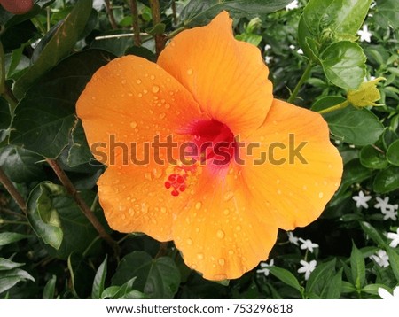 beautiful orange hibiscus flower