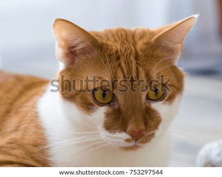 Rusty white domestic cat lying and relaxing