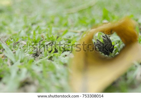 hold of dried leaf on green grass