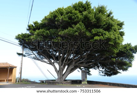 Canarian dragon tree