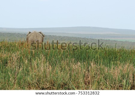 A picture of a single elephant walking in between the reeds in the Elephant Park near Port Elizabeth, South Africa. 
