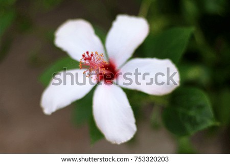White Hibiscus flower.