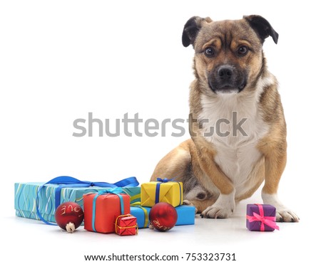 Puppy with gifts isolated on a white background.