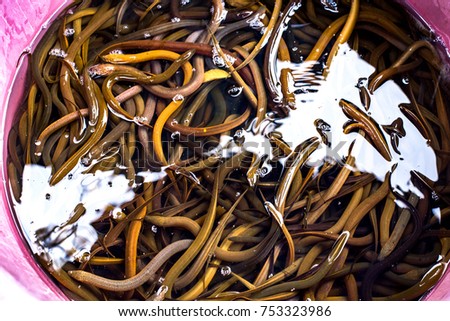Many eels in the pink tub.