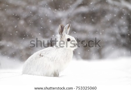 White Snowshoe hare or Varying hare in the falling snow in Canada
