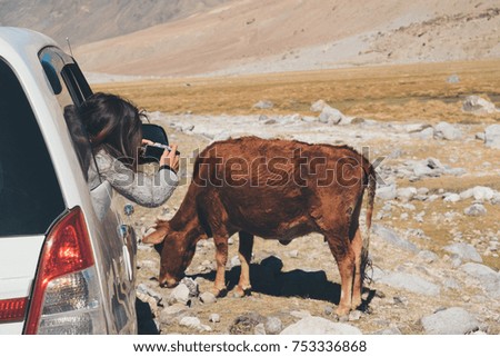 A woman tourist taking a photo of a brown cow while sitting in the car with mountain and nature background