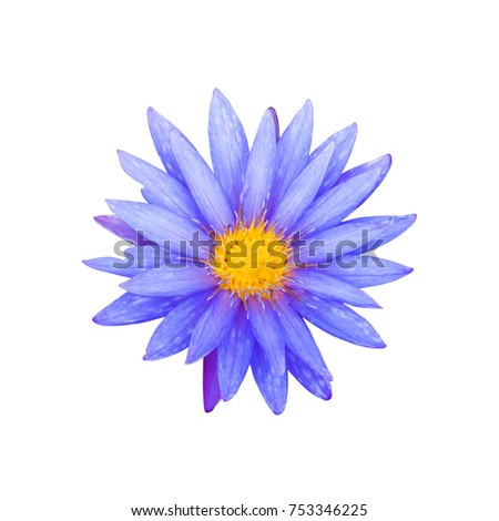 Purple lotus flower isolated on white background., This has clipping path.