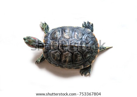 Pond slider semiaquatic turtle animal top view Royalty-Free Stock Photo #753367804