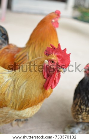 rooster in farm