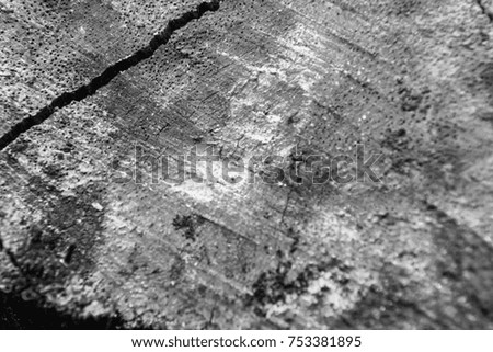 Close-up wood bark of tree black and white background and texture, with copy space using as background texture and wallpaper.
