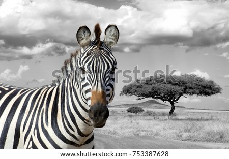 Zebra on grassland in Africa, National park of Kenya. Black and white photography with color zebra