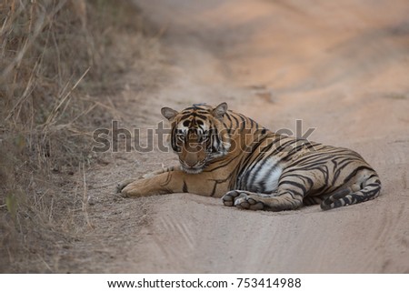 The tiger is lying on the road. Photo the tiger is close up. It is excellent picture in soft light that shows the natural habitat