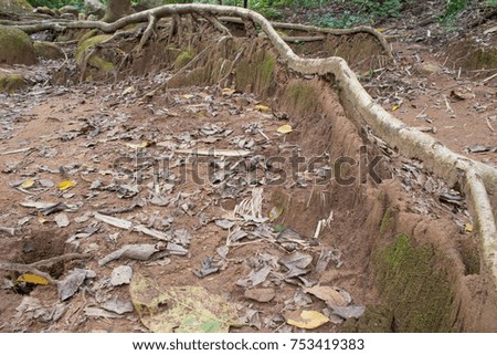 The roots of the trees on the soil.