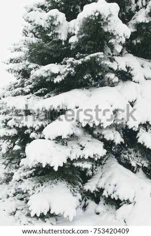 Fir branches covered with hoar frost Wonderland. Winter snowy pine Christmas tree scene. Calm blurry snow flakes winter background with copy space. Winter is coming New year.