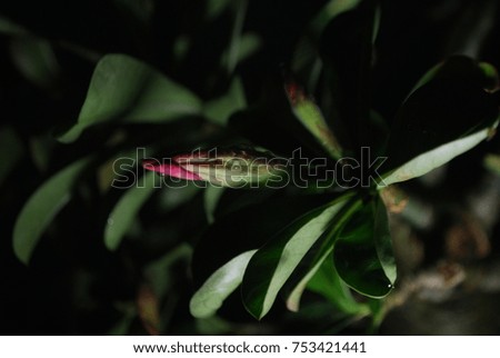 macro frangipani flower