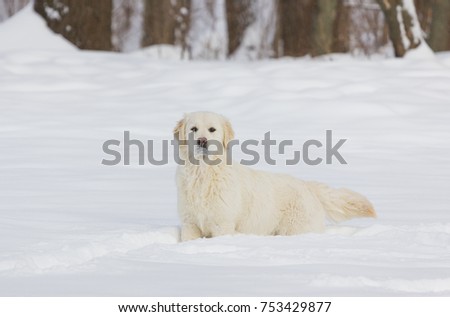 Golden Retriever in the snow.