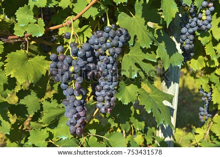 Nature, life with grapes of black grapes. Royalty-Free Stock Photo #753431578