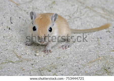 animal baby gerbil is looking into the camera